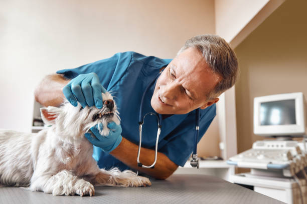 Best Mobile Emergency Dentist in Dayton, KY